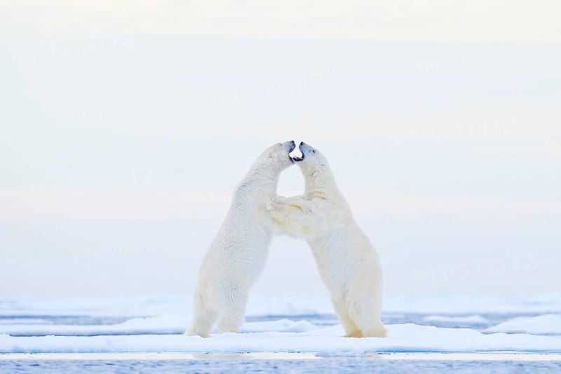 Polar bear dancing on the ice. Two Polar bears love on drifting ice with snow, white animals in the nature habitat, Svalbard, Norway. Animals playing in snow, Arctic wildlife. Funny image from nature