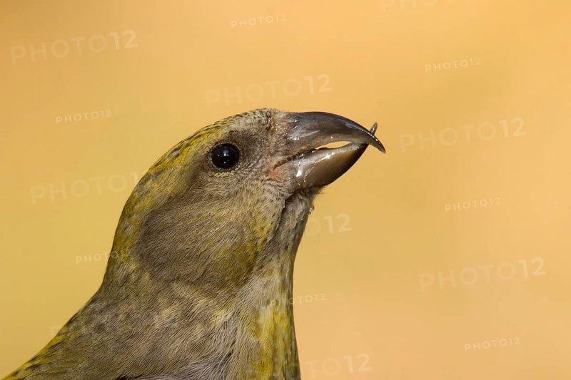 Red Crossbill (Loxia curvirostra) female, Utrecht, Netherlands