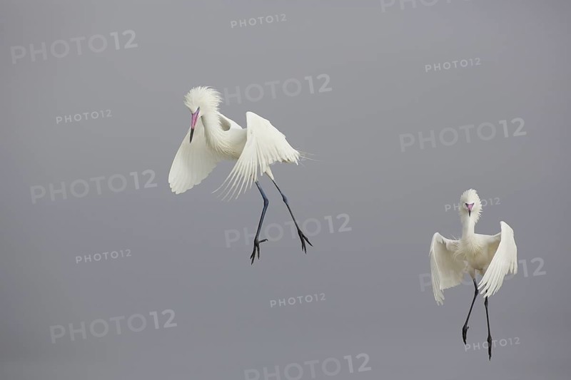 Reddish Egret (Egretta rufescens) approaching, Texas, USA