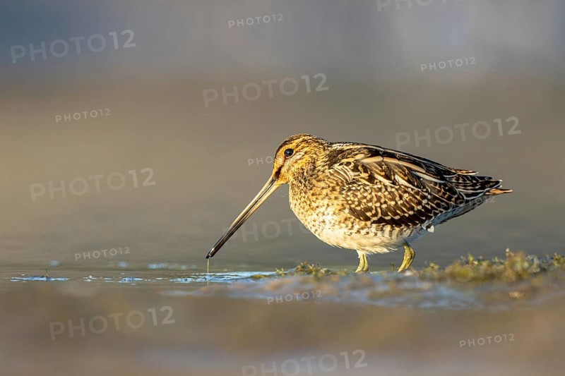 Common Snipe (Gallinago gallinago) foraging, North Rhine-Westphalia, Germany