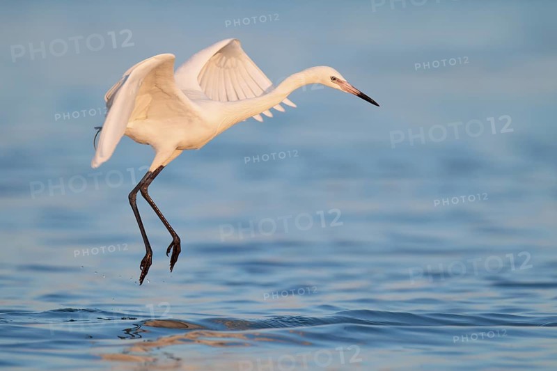 Reddish Egret (Egretta rufescens) flying, Florida, USA
