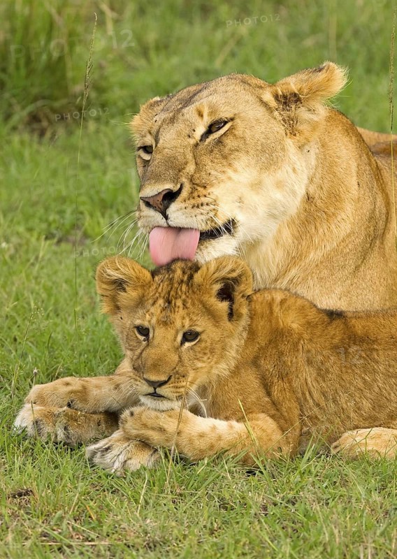 African Lion (Panthera leo) mother with young, Masai Mara, Kenya