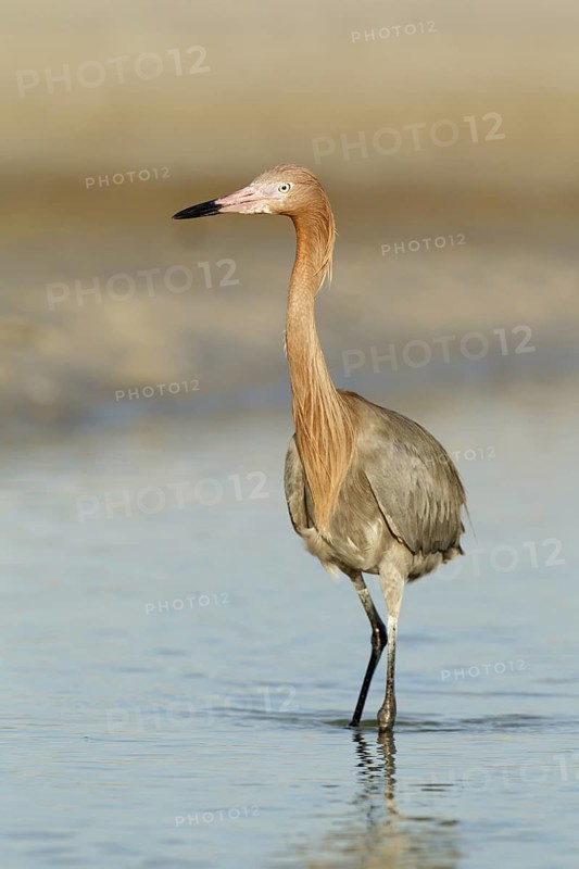 Reddish Egret (Egretta rufescens), Florida, USA