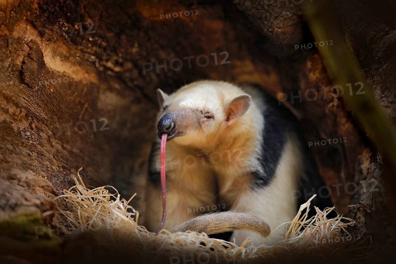 Long tongue. Southern Tamandua, Tamandua tetradactyla, wild anteater in the nature forest habitat, Brazil. Wildlife scene from tropic jungle forest. Anteater with long muzzle and big ear