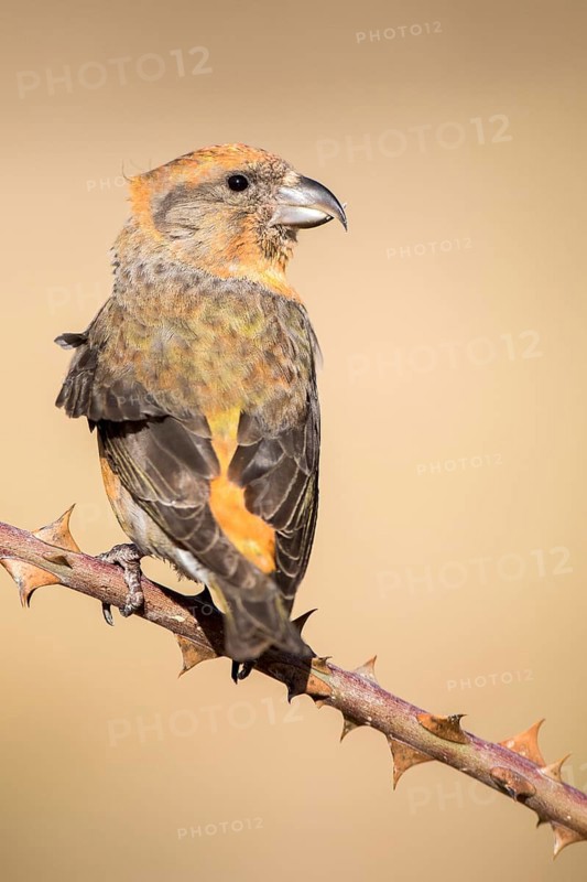 Red Crossbill (Loxia curvirostra) male perched on a branch, Aragon, Spain