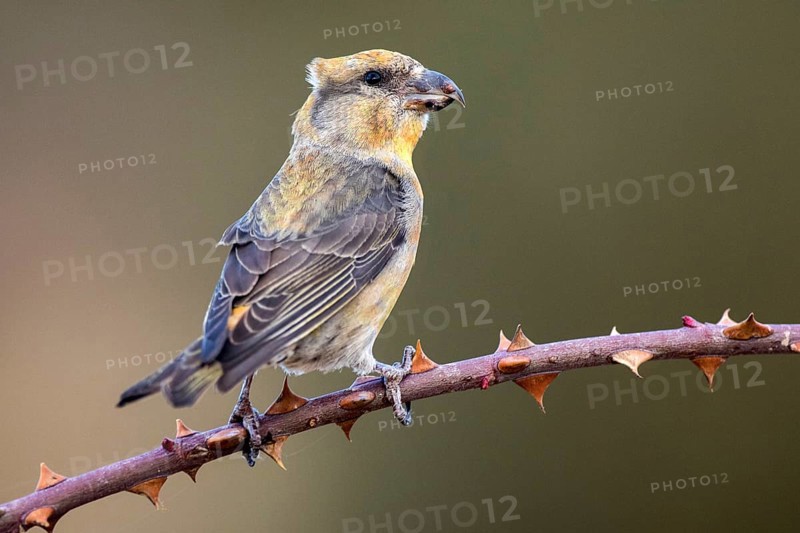 Red Crossbill (Loxia curvirostra) male perched on a branch, Aragon, Spain