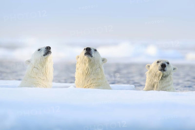 Three polar bears on drift ice, Svalbard, Norway. Rare wildlife scene from nature, cold winter with snow in the Arctic. Animal behaviour in the sea. Polar bears in the ocean water with ice