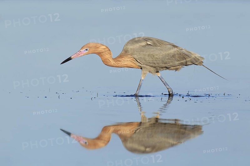 Reddish Egret (Egretta rufescens), Florida, USA
