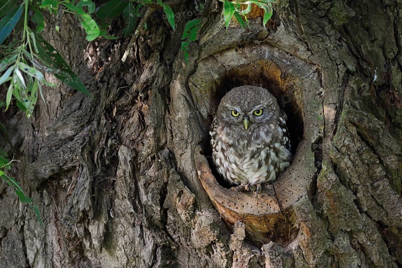 Young owl in its den... Little owl (Athene noctua), young owl perches in the entrance of its natural nesting cave, nesting cave in a tree, an old willow, series Tierkinder, wildlife, native nature, animal world, Germany