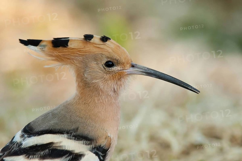 Eurasian Hoopoe (Upupa epops), Turkey