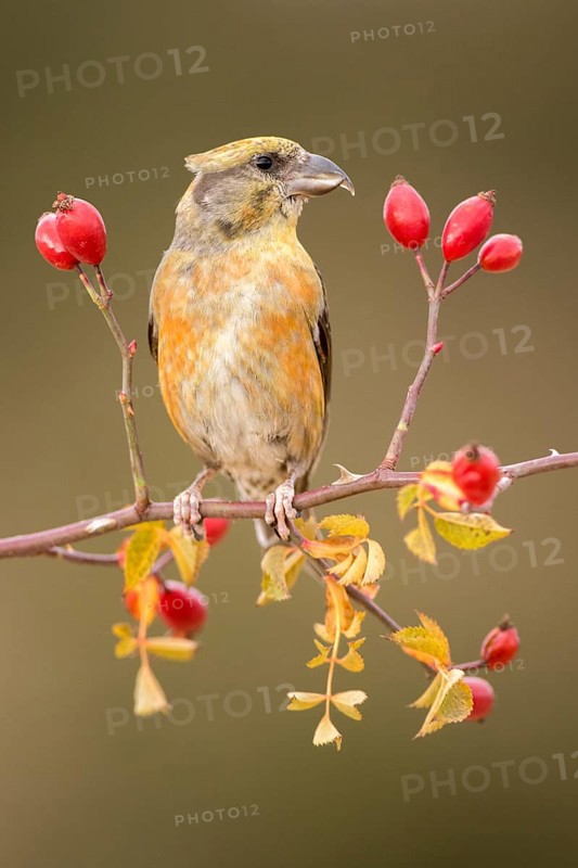 Red Crossbill (Loxia curvirostra) male perched on a branch, Aragon, Spain