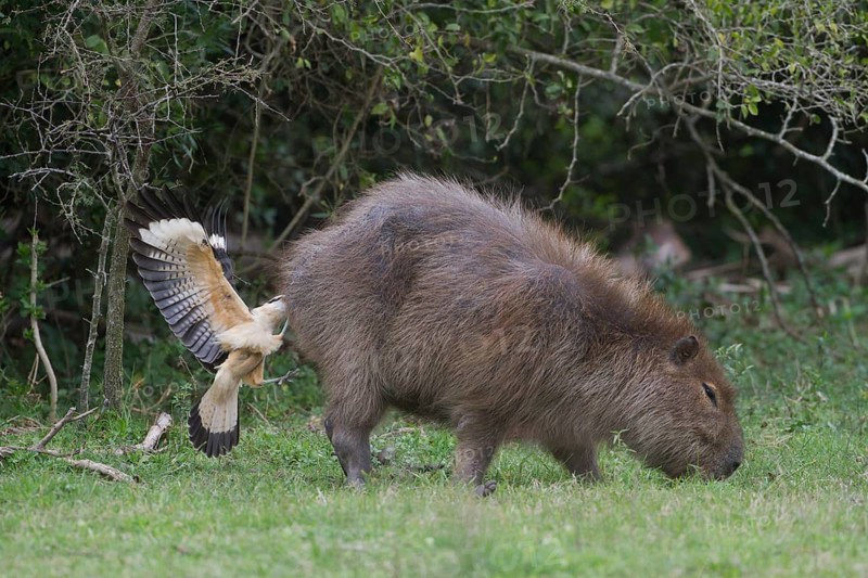A Yellow-headed Caracara feeds from the rear end (anus) of a Capybara. In this image the caracara has anchored itself by grabbing the Capybara's hide. Surprisingly the Capybara doesn't seem to mind as the caracara is removing unwanted insects from the capybara so the capybara doesn't mind. Location: Ibera Marshes, Argentina