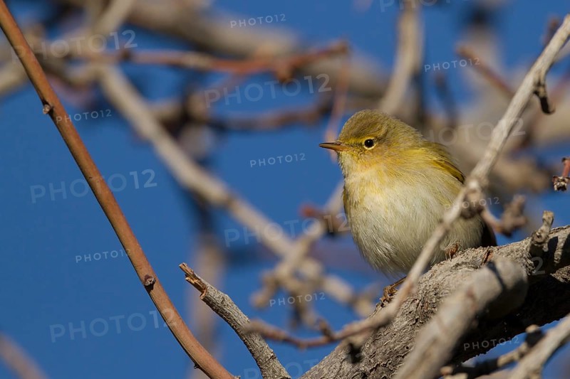 Iberian Chiffchaff - Iberienzilpzalp - Phylloscopus iberiae, Morocco
