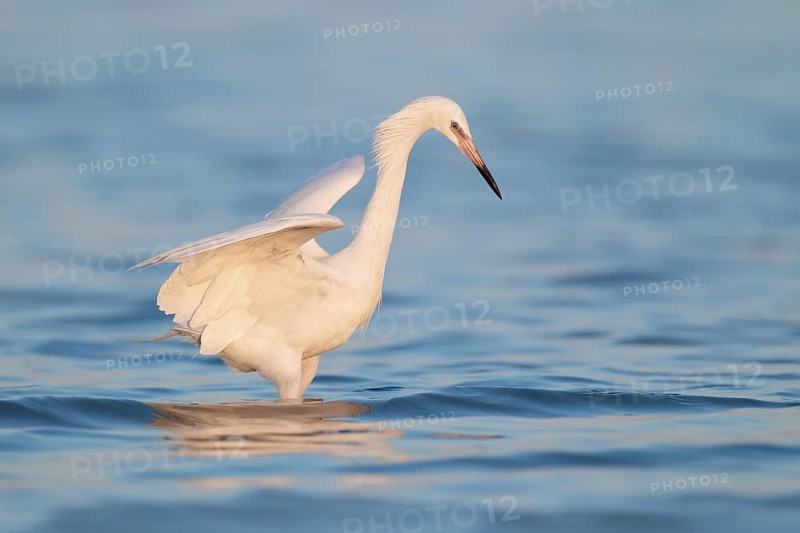 Reddish Egret (Egretta rufescens), Florida, USA