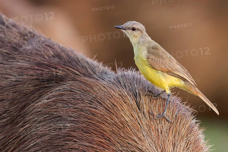 Cattle Tyrant (Machetornis rixosa) perched on a Capybara in the Pantanal of Brazil