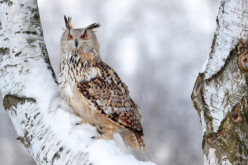 Winter scene with owl. Big Eastern Siberian Eagle Owl, Bubo bubo sibiricus, sitting on hillock with snow in the forest. Birch tree with beautiful animal. Bird from Russia winter. Snow covered bird