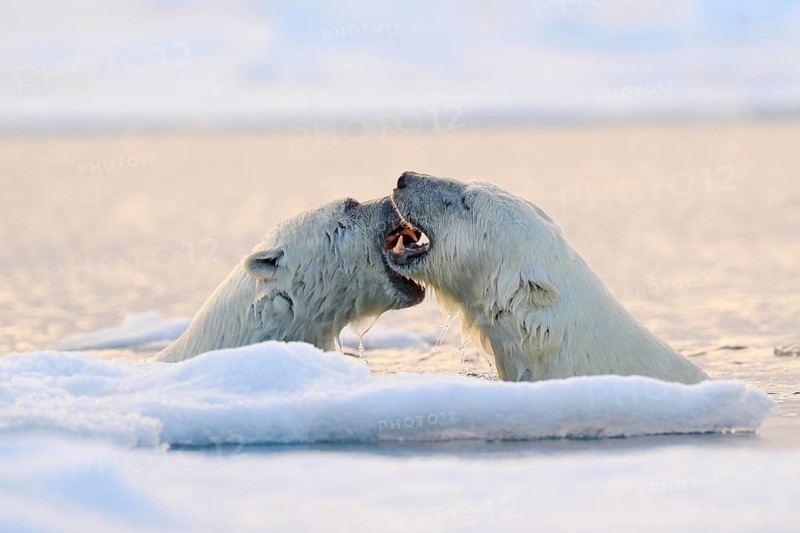 Polar bear fight in the water. Two Polar bears playing on drifting ice with snow. White animals in the nature habitat, Svalbard, Norway. Animals playing in snow, Arctic wildlife. Funny nature image