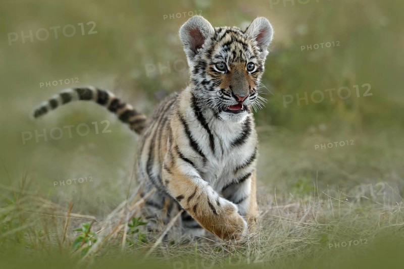 Cute tiger cub. Siberian tiger in grass. Amur tiger running in the meadow. Action wildlife summer scene with danger animal. Nature in tajga, Russia