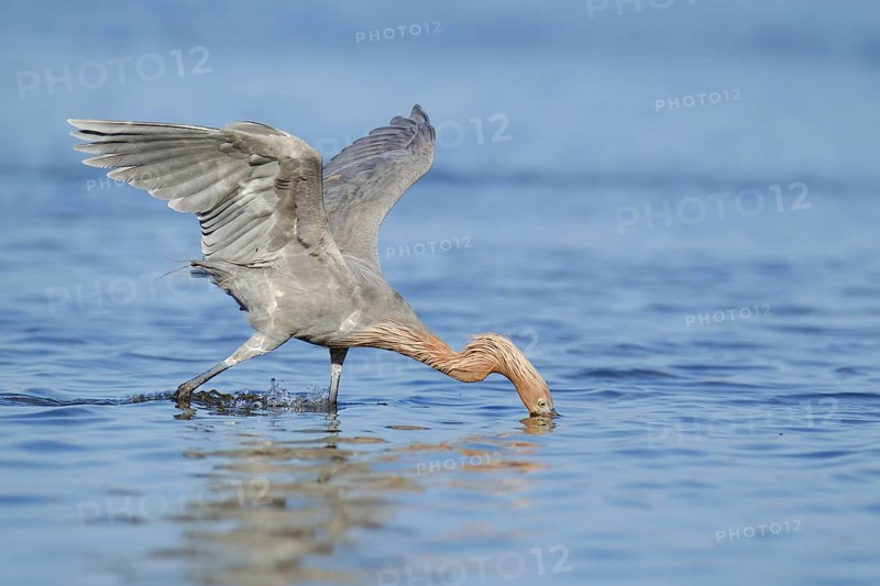 Reddish Egret (Egretta rufescens), Florida, USA