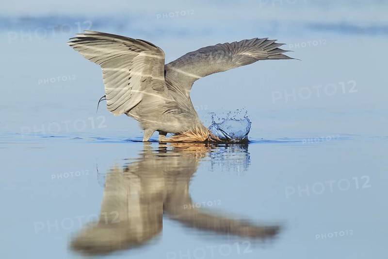 Reddish Egret (Egretta rufescens), Florida, USA
