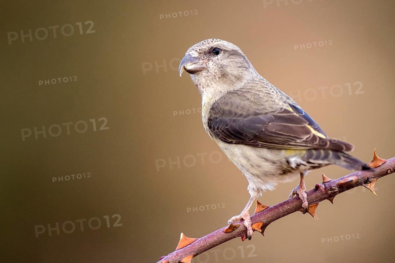 Red Crossbill (Loxia curvirostra) juvenile perched on a branch, Aragon, Spain