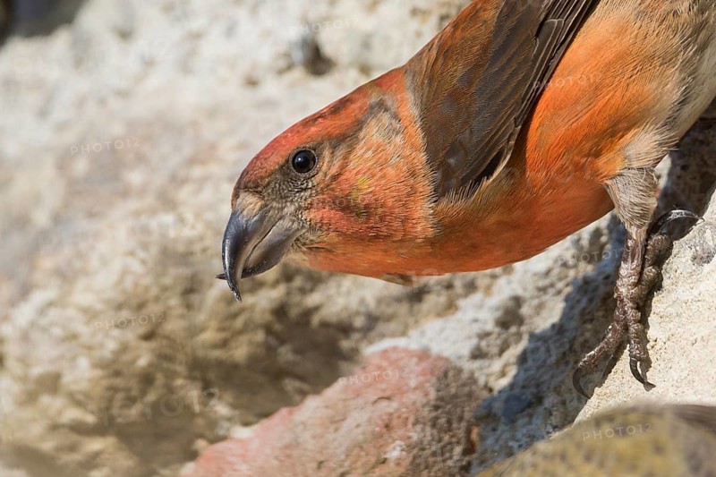 Common Crossbill - Fichtenkreuzschnabel - Loxia curvirostra ssp. curvirostra, Germany