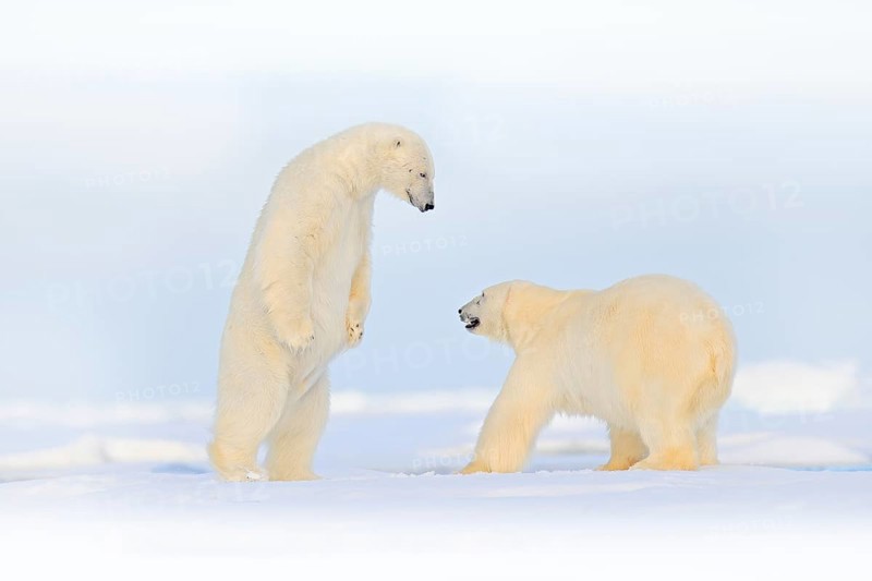 Polar bear dancing fight on the ice. Two bears love on drifting ice with snow, white animals in nature habitat, Svalbard, Norway. Animals playing in snow, Arctic wildlife. Funny image in nature