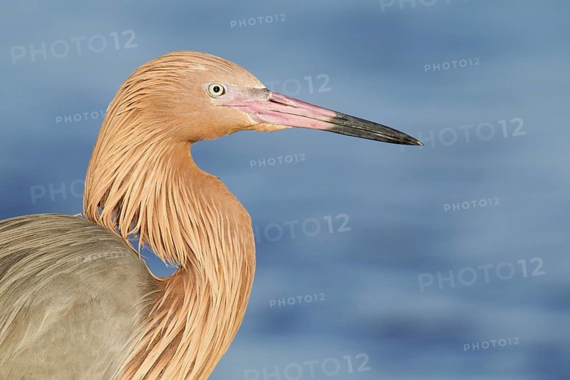 Reddish Egret (Egretta rufescens), Florida, USA