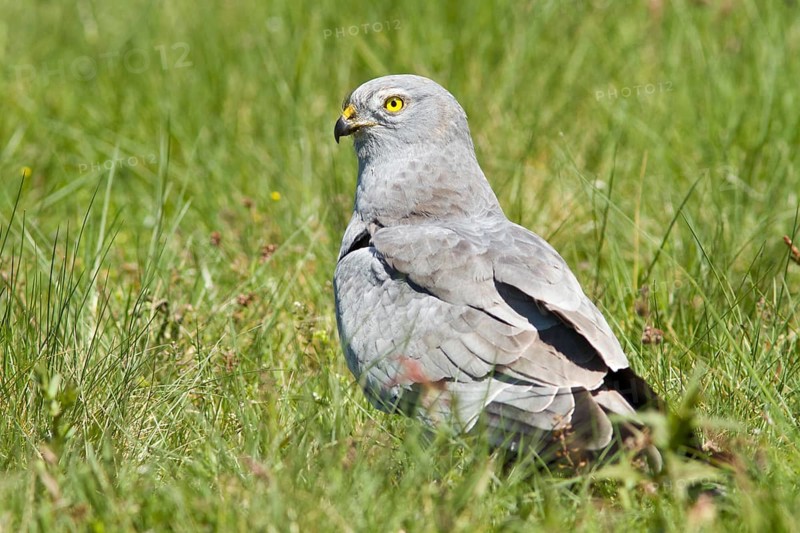 Montagu´s Harrier (Circus pygargus), adult male on grassland, Galicia, Spain