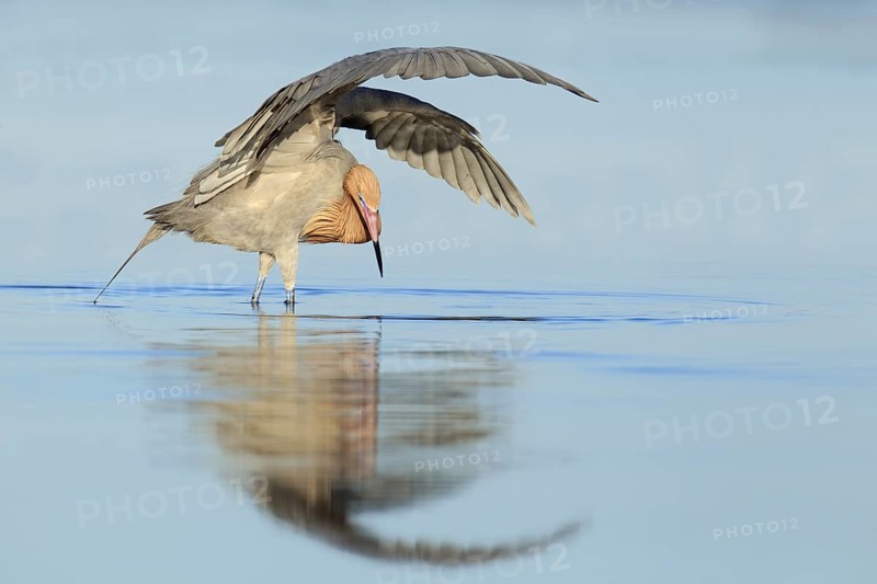 Reddish Egret (Egretta rufescens), Florida, USA