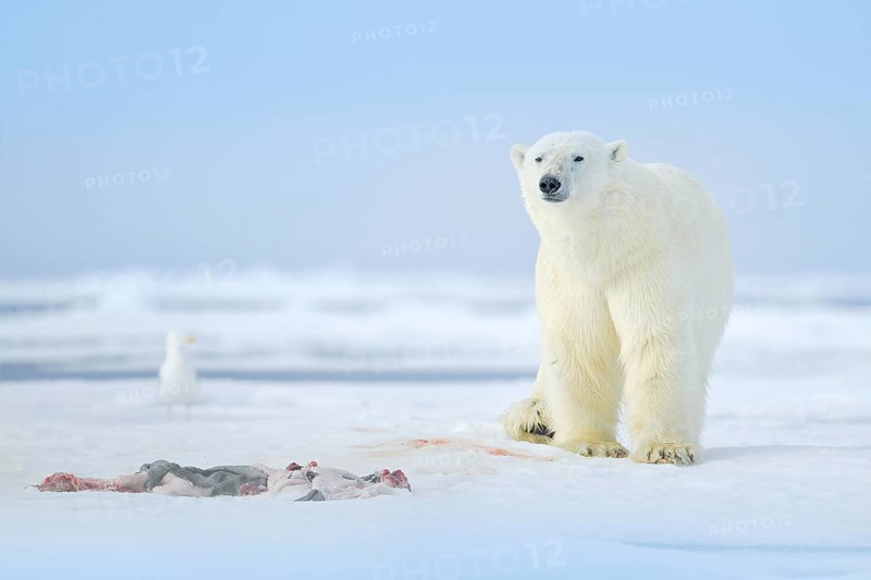 Two polar bears with killed seal. White bear feeding on drift ice with snow, Svalbard, Norway. Bloody nature with big animals. Dangerous animal with carcass of seal. Arctic wildlife, animal feeding behaviour