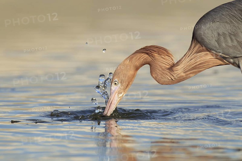 Reddish Egret (Egretta rufescens), Florida, USA