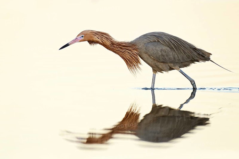 Reddish Egret (Egretta rufescens), Florida, USA