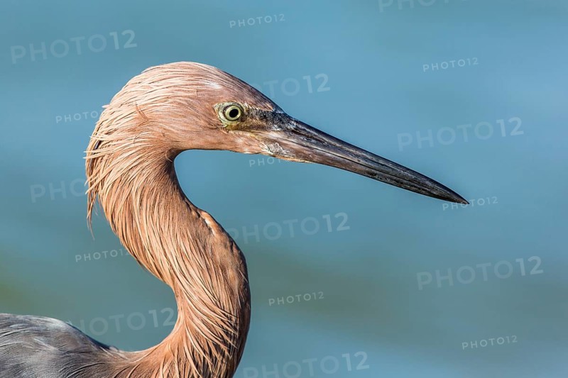 Reddish Egret (Egretta rufescens), Florida, USA
