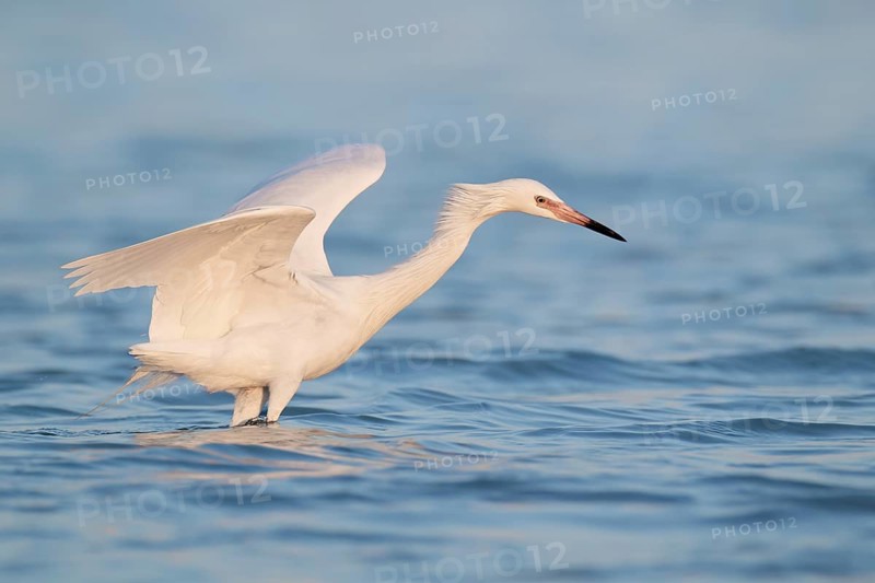 Reddish Egret (Egretta rufescens), Florida, USA