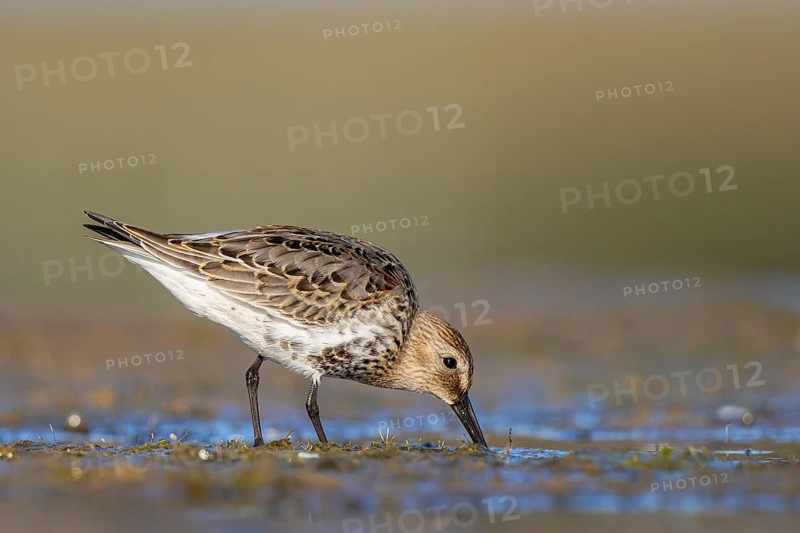 Common Snipe (Gallinago gallinago) foraging, North Rhine-Westphalia, Germany
