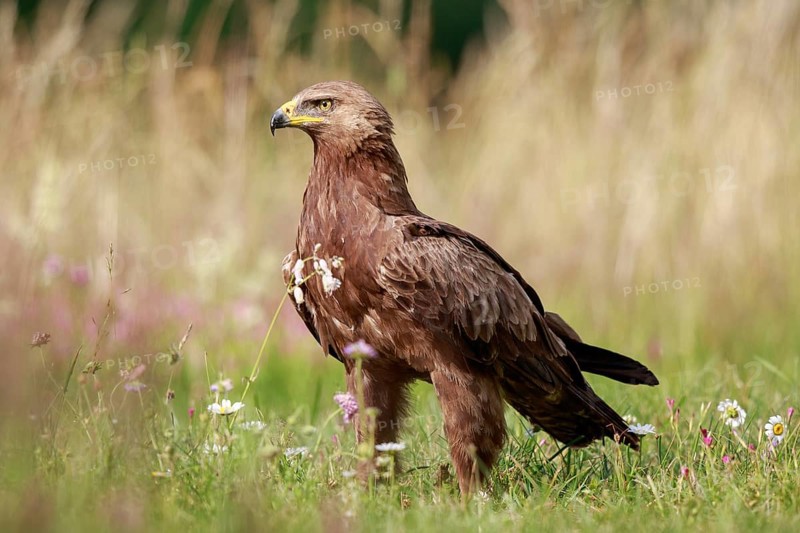 Lesser Spotted Eagle (Clanga pomarina) on grassland, Poland