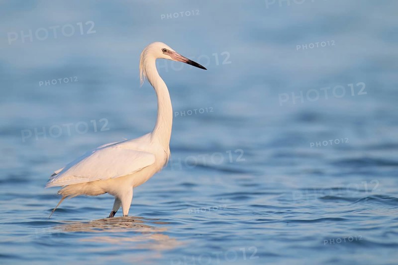 Reddish Egret (Egretta rufescens), Florida, USA