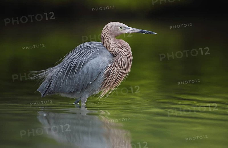 Reddish Egret (Egretta rufescens), Florida, USA