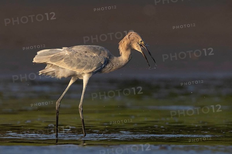 Reddish Egret (Egretta rufescens) eating a fish, Costa Rica