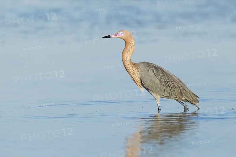 Reddish Egret (Egretta rufescens), Florida, USA