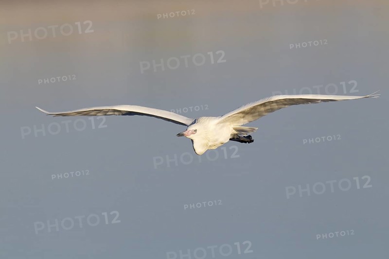 Reddish Egret (Egretta rufescens) flying, Florida, USA