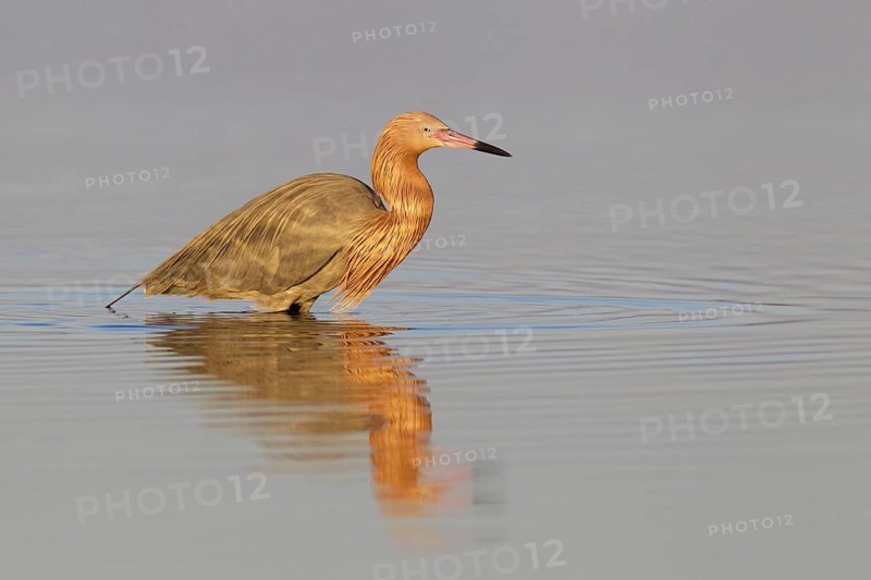 Reddish Egret (Egretta rufescens), Florida, USA