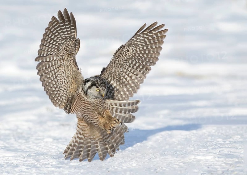 Northern Hawk-Owl (Surnia ulula) landing, Minnesota, USA