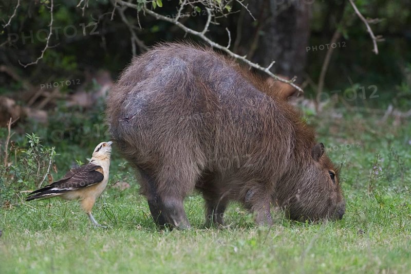 A Yellow-headed Carcara inspects the rear side of a Capybara looking for insects to feed upon. Photographed at the Estancia Rincon del Socorro Lodge in Ibera Marshes, Argentina