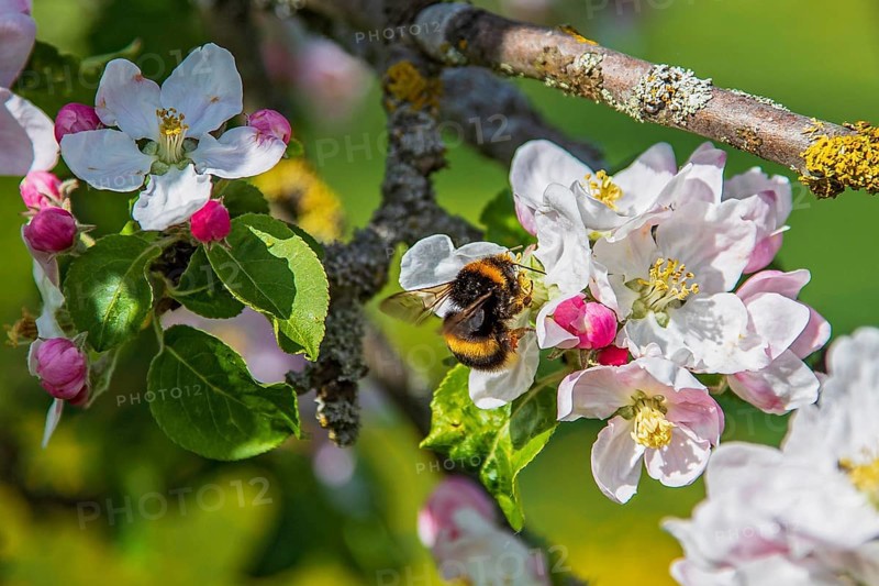 Erdhummel (Bombus terrestris) sammelt Nektar an an blühendem Apfelbaum (Pyrus malus), Hessen, Deutschland