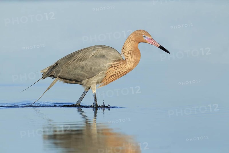Reddish Egret (Egretta rufescens), Florida, USA