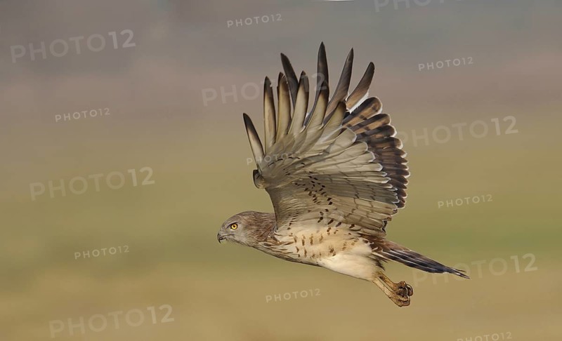 Short-toed Snake Eagle (Circaetus gallicus), India