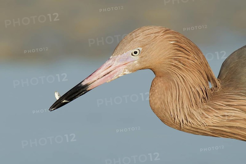 Reddish Egret (Egretta rufescens), Florida, USA