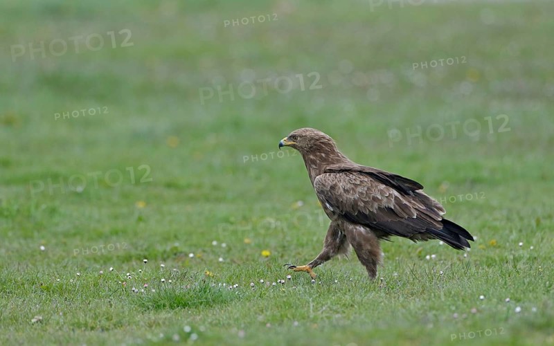 Schreiadler, lat. Aquila pomarina, zu Fuß auf einer Wiesebei der Nahrungssuche